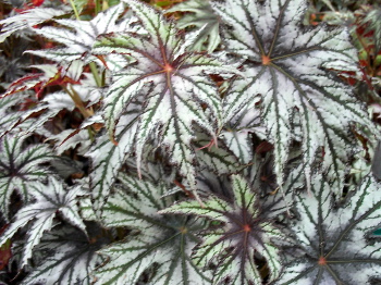 B. ‘Louise Korobkin’